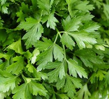 bunch of flat green parsley leaves
