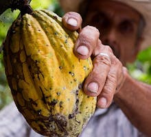 Cocoa pod being harvested as source of cocoa flavanols