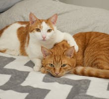 cats snuffling on a bed next to a pillow