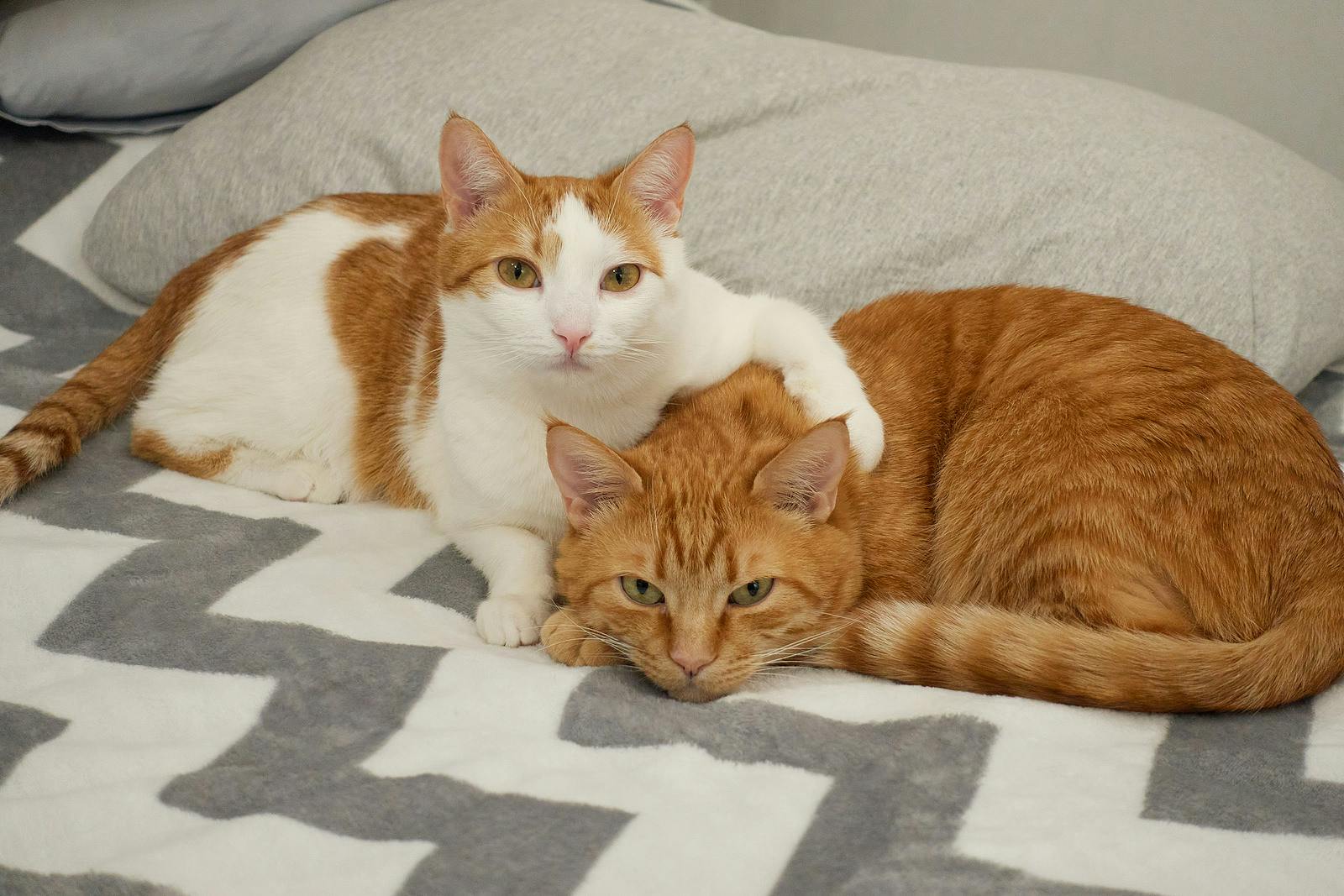 cats snuffling on a bed next to a pillow