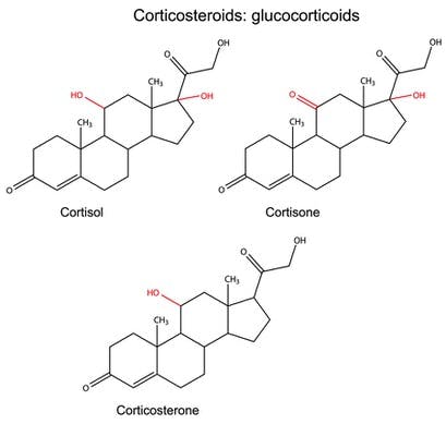 corticosteroid chemical structure molecular diagram