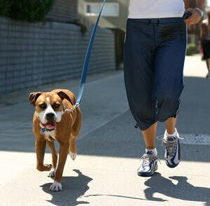 A jogger takes his dog for a run
