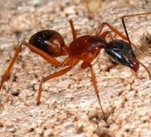 a fire ant
