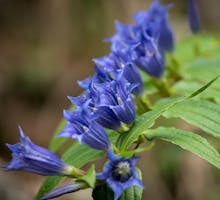 Closeup of blossoms of Gentiana asclepiadea in the Austrian alps