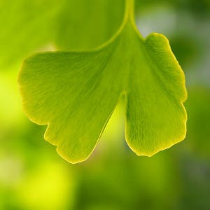 CC0 from https://pixabay.com/en/gingko-leaf-young-gingko-tree-young-1356153/
