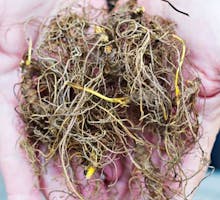 Freshly harvested Goldenseal commonly known as Yellow Root.