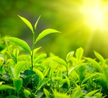 Green tea leaves on plant