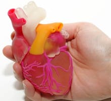 One Female Hand Holding 3D Printed Human Heart