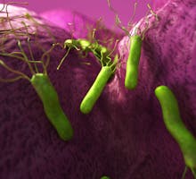 3D medical illustration of H. pylori bacteria n the stomach