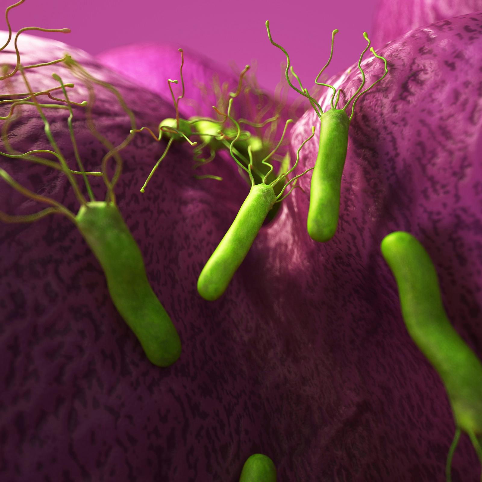 Ricerca Helicobacter Pylori Nelle Feci Is H Pylori Responsible for Bad Flatulence? | The People's Pharmacy
