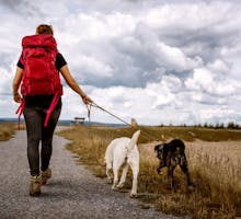 woman wearing hiking boots walking dogs