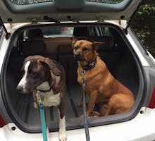 two dogs in car waiting for dog owners to take them for a walk