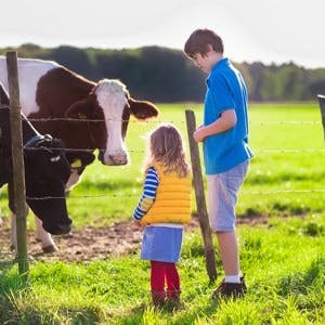 Happy kids feeding cows on a farm