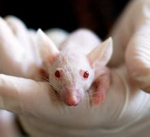 An albino lab mouse tested triclosan safety