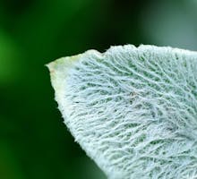 A close-up of a lanate lamb's ear (Stachys byzantina) leaf with water drops