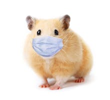 hamster wearing tiny medical mask