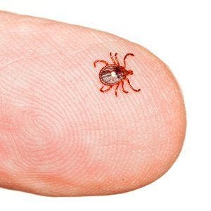 a lone star tick on the end of a finger