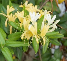 Lonicera japonica Thunb or Japanese honeysuckle yellow and white flower in garden.