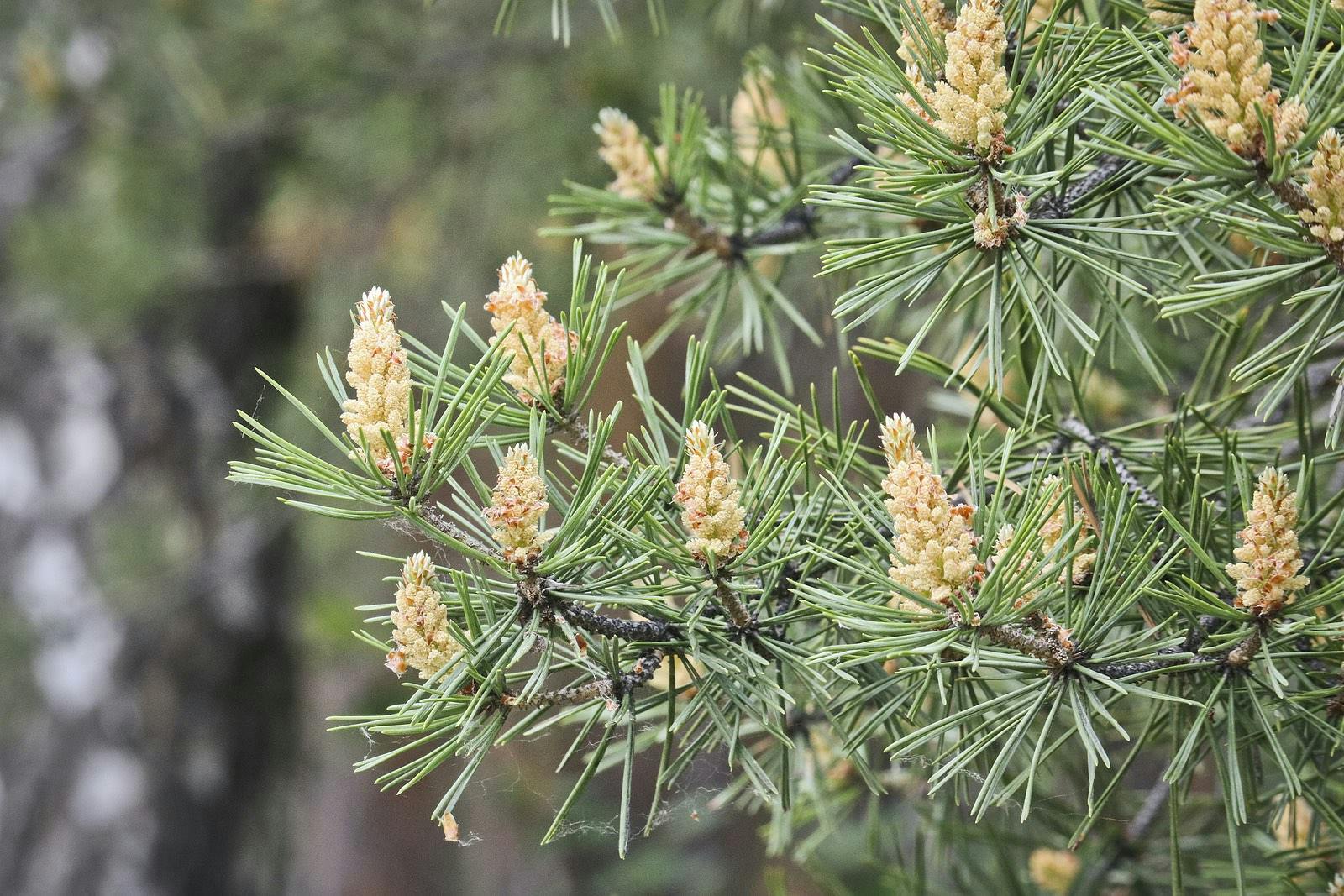 Selective focus. Male pine cones (Pinus sylvestris). Pine pollen is a strong allergen.
