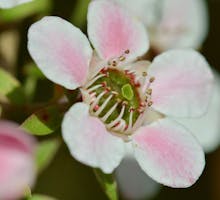 Leptospermum scoparium Manuka flower, source of manuka honey