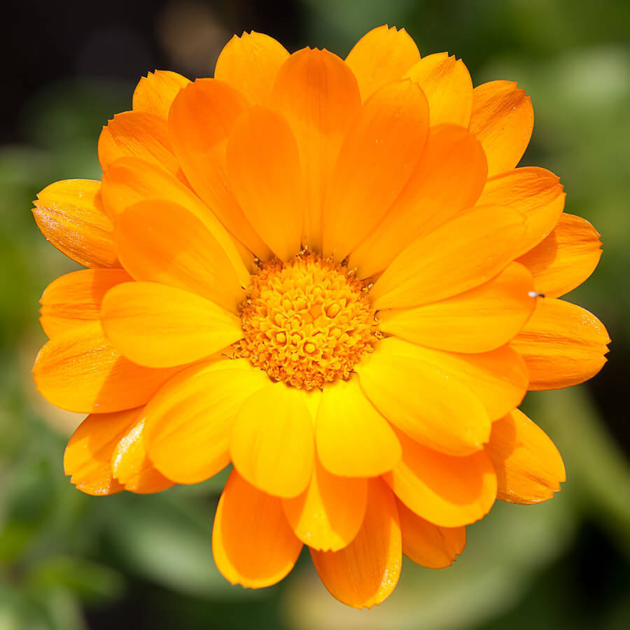 calendula cream for rosacea