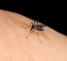 a mosquito on somone's skin