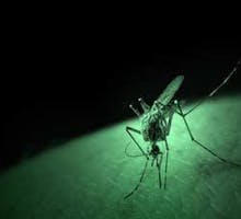 a mosquito