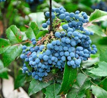 Oregon grape holly (Mahonia aquilifolium) is a good source of berberine