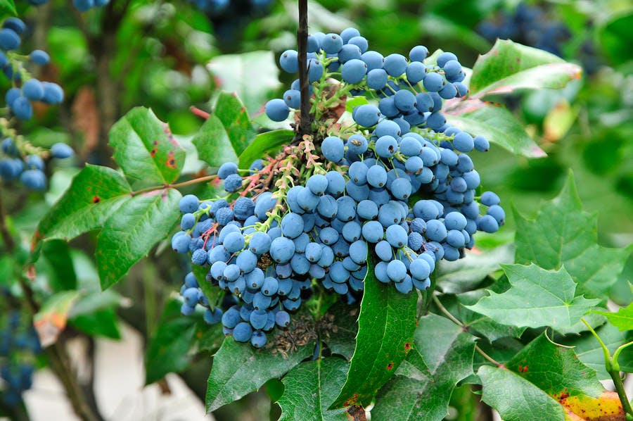Oregon grape holly (Mahonia aquilifolium) is a good source of berberine
