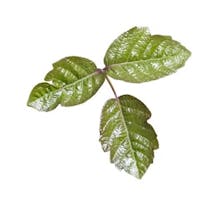 Poison Oak leaves
