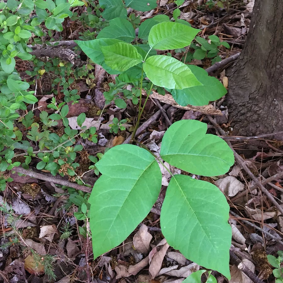 poison ivy plants in the underbrush
