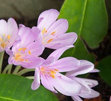 Colchicum autumnale, source of colchicine from crocus