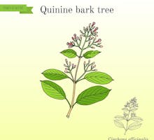 Quinine Bark Tree, Cinchona officinalis illustration