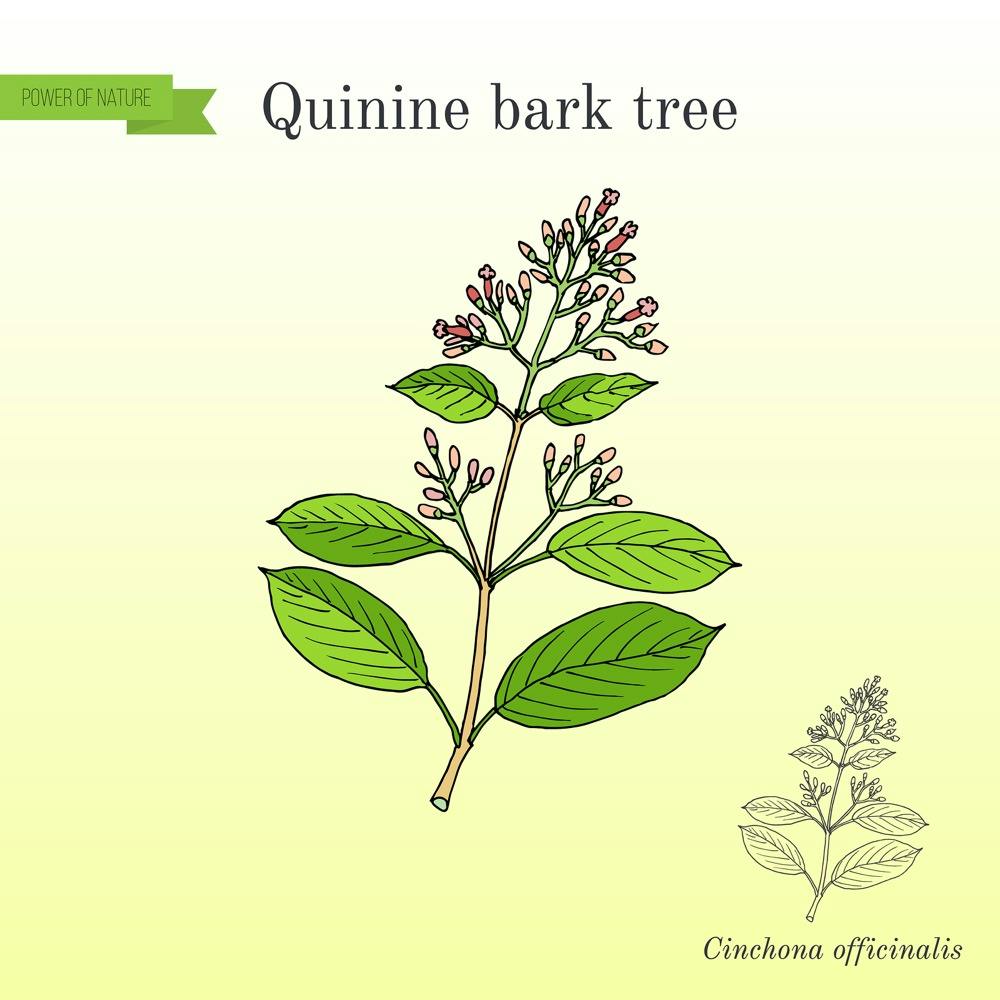 Why Can You Buy Quinine in Canada But Not the US? | The People's Pharmacy Why Can You Buy Quinine in Canada But Not the US? | The People's Pharmacy