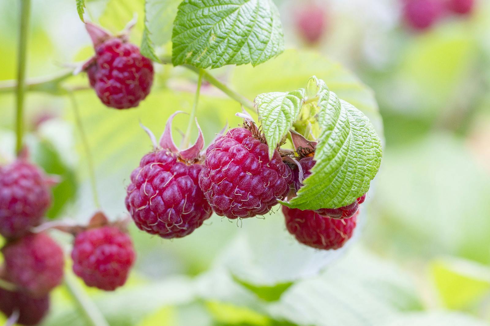 Red raspberry ripened on a branch with leaves. Ripe delicious red raspberry berries in nature. Raspberry branch with berries and leaves natural foliage background
