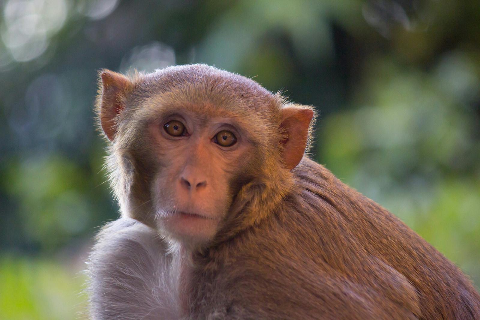 rhesus monkey like those who tested mRNA vaccine and universal vaccine
