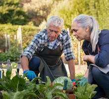 Senior couple growing stressed plants in their organic garden. Eating vegetables helps them age more slowly.