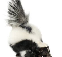 a stinky smelly skunk
