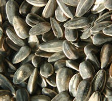 sunflower seeds; drivers chew them to stay alert