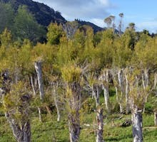 Tea Tree (Melaleuca alternifolia) plantation