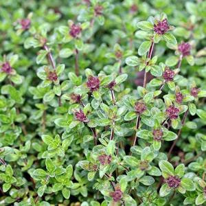Plants like thyme and oregano make important compounds; here,Thymus citriodorus (Lemon thyme or Citrus thyme) in the garden