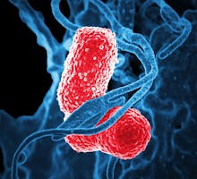 image of bacteria klebsiella pneumoniae
