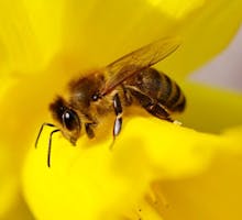 close up of a honey bee on a yellow flower