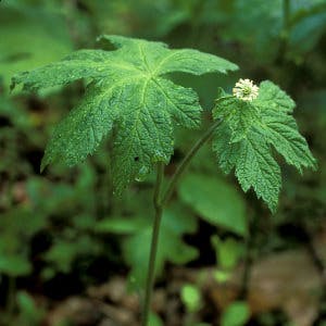 Goldenseal plant cc0 from http://www.pixnio.com/flora-plants/flowers/wildflowers-pictures/goldenseal-plant-with-one-white-flower-hydrastis-canadensis

