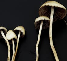 psilocybin containing mushrooms