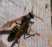 a wasp or yellow jacket