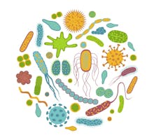 stylized cartoon of your microbiota